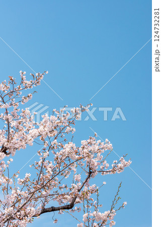 青空に映える桜 124732281