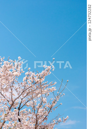 青空に映える桜 124732282