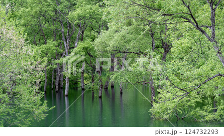 白川湖の水没林 白川湖の水没林 124732293