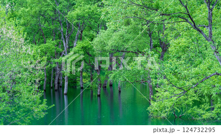 白川湖の水没林 白川湖の水没林 124732295