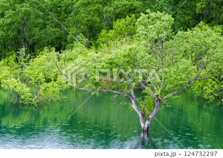 白川湖の水没林 白川湖の水没林 124732297