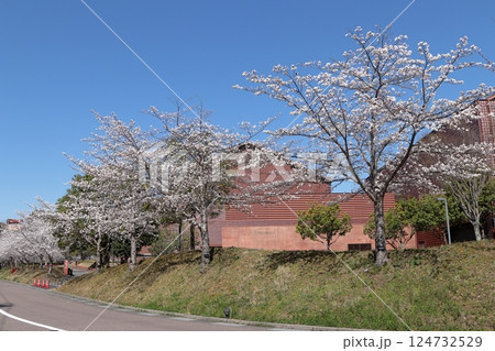 島根県益田市　グラントワの桜並木 124732529