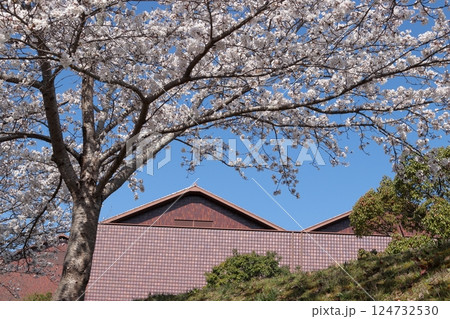 島根県益田市　グラントワの桜と石州瓦の外壁 124732530