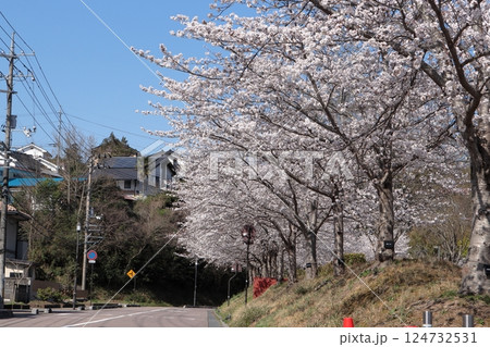 島根県益田市 グラントワ裏側の桜並木 島根県益田市 グラントワ裏側の桜並木 124732531