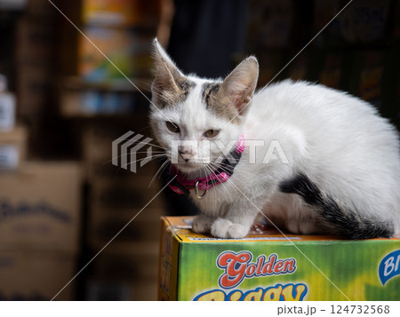 バギオの子猫 124732568