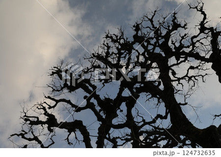 枯木 ウィンター 冬期 124732635