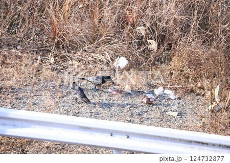 道端に捨てられたゴミを物色する烏 124732877