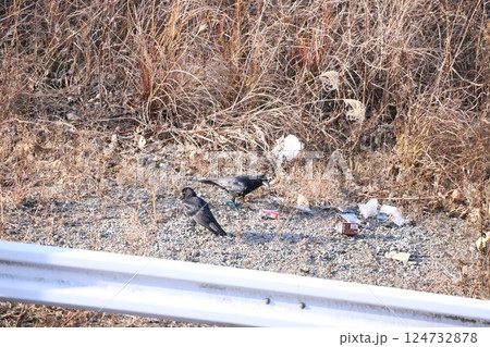 道端に捨てられたゴミを物色する烏 124732878