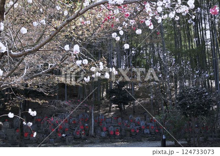 高徳院、桜とお地蔵様 124733073