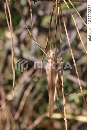 生き物　昆虫　クビキリギス、冬越するバッタ。三月の草原で日差しを浴びて暖をとる？ 124733220