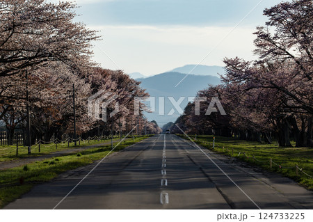 静内二十軒道路の桜並木 124733225