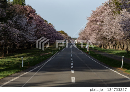 静内二十軒道路の桜並木 124733227