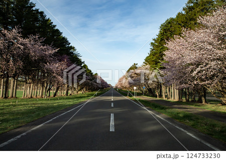 静内二十軒道路の桜並木 124733230