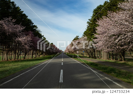 静内二十軒道路の桜並木 静内二十軒道路の桜並木 124733234
