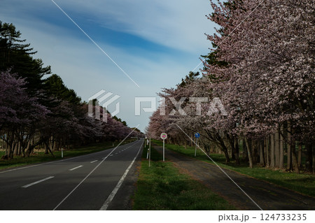 静内二十軒道路の桜並木 静内二十軒道路の桜並木 124733235