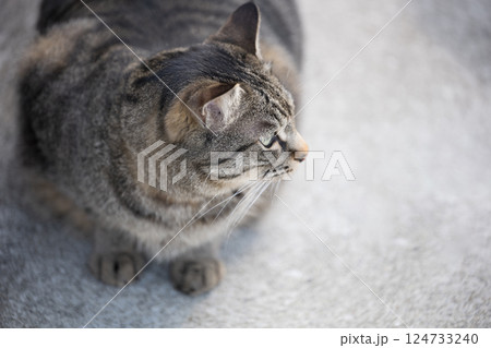 野良猫 見つめる猫 野良猫 見つめる猫 124733240
