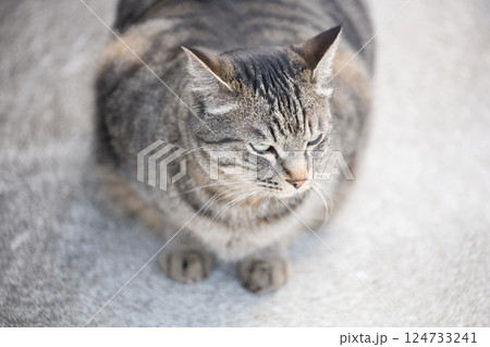 野良猫 見つめる猫 野良猫 見つめる猫 124733241