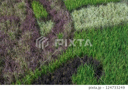 Various type of rice growing in agriculture field in rural area of Thailand. Thailand has a strong tradition of rice production. 124733249
