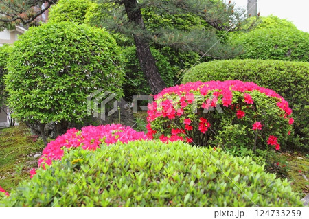 曼荼羅寺の藤（愛知県江南市）・55 124733259