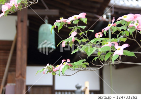 曼荼羅寺の藤(愛知県江南市)・52 曼荼羅寺の藤(愛知県江南市)・52 124733262