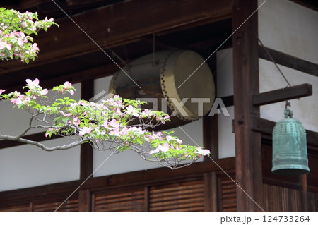 曼荼羅寺の藤（愛知県江南市）・50 124733264