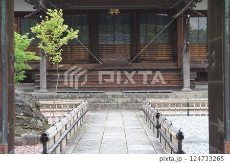 曼荼羅寺の藤(愛知県江南市)・49 曼荼羅寺の藤(愛知県江南市)・49 124733265