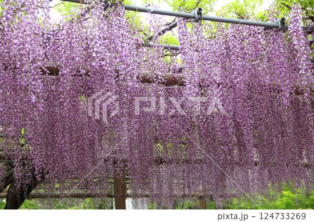 曼荼羅寺の藤（愛知県江南市）・34 124733269