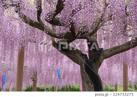 曼荼羅寺の藤(愛知県江南市)・31 曼荼羅寺の藤(愛知県江南市)・31 124733275