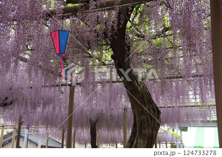 曼荼羅寺の藤(愛知県江南市)・43 曼荼羅寺の藤(愛知県江南市)・43 124733278