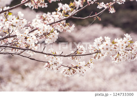 桜 124733300