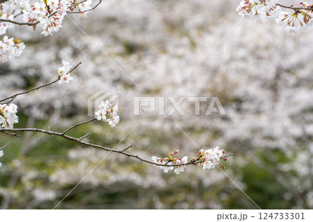桜 桜 124733301