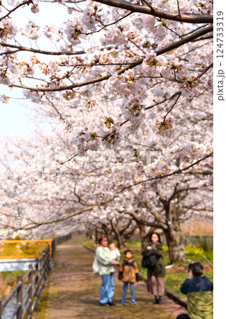 桜、サクラ、さくら 124733319
