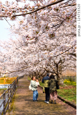 桜、サクラ、さくら 124733320