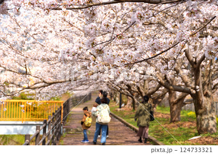 桜、サクラ、さくら 124733321