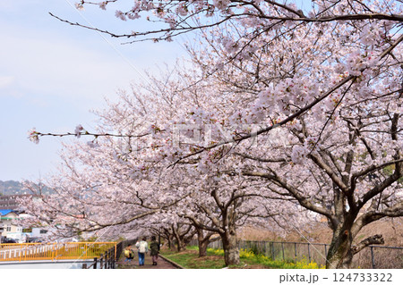 桜、サクラ、さくら 124733322