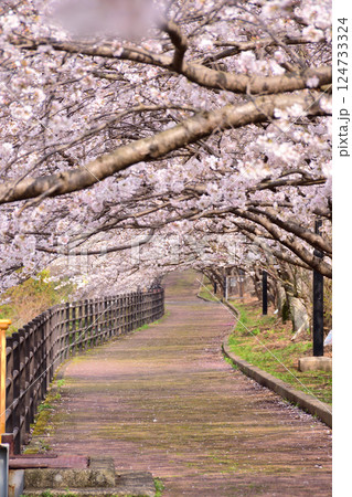 桜、サクラ、さくら 124733324