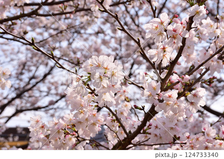 桜、サクラ、さくら 124733340