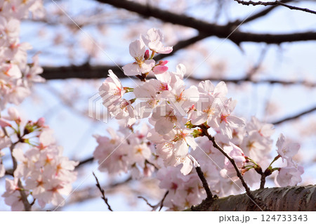 桜、サクラ、さくら 桜、サクラ、さくら 124733343
