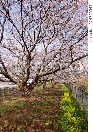 桜、サクラ、さくら 桜、サクラ、さくら 124733345
