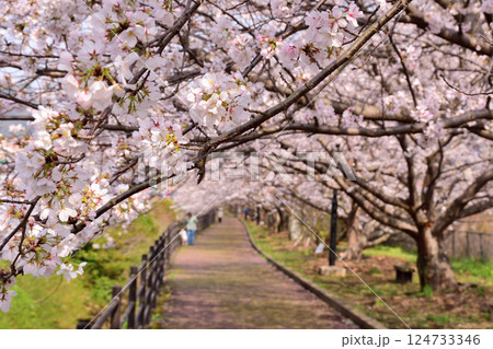 桜、サクラ、さくら 124733346