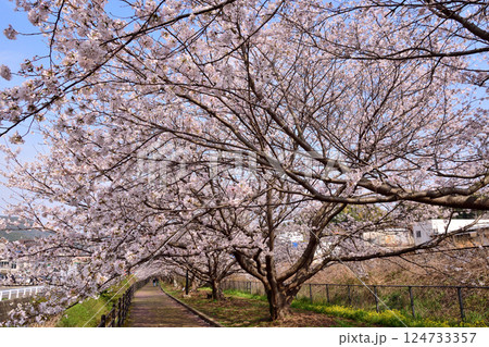 桜、サクラ、さくら 124733357