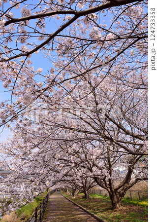 桜、サクラ、さくら 桜、サクラ、さくら 124733358