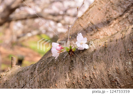 桜、サクラ、さくら 124733359
