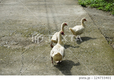 フィリピン　屋外の野鳥 124733401