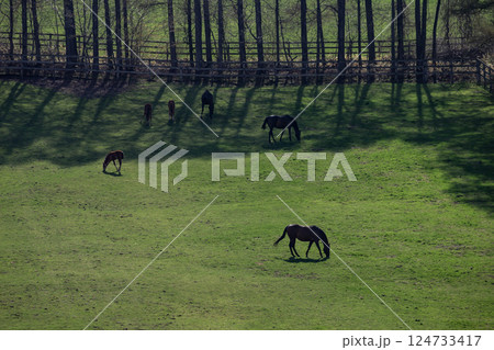 春のサラブレッド牧場 124733417