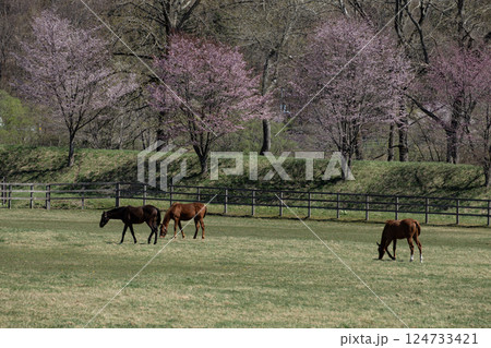 春のサラブレッド牧場 124733421