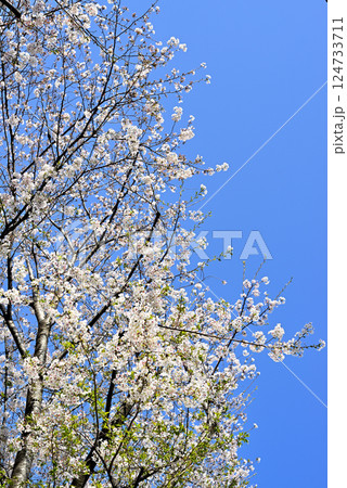 東京　代々木上原駅　閑静な高級住宅街　桜の風景 124733711