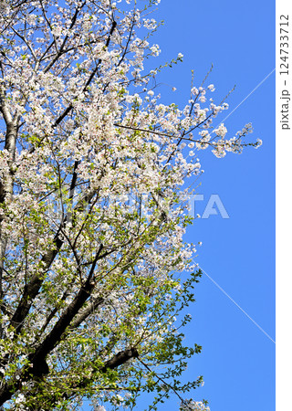 東京　代々木上原駅　閑静な高級住宅街　桜の風景 124733712