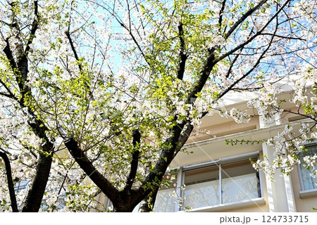 東京　代々木上原駅　閑静な高級住宅街　桜の風景 124733715