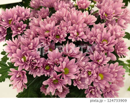 切り花 キク 切り花 キク 124733909
